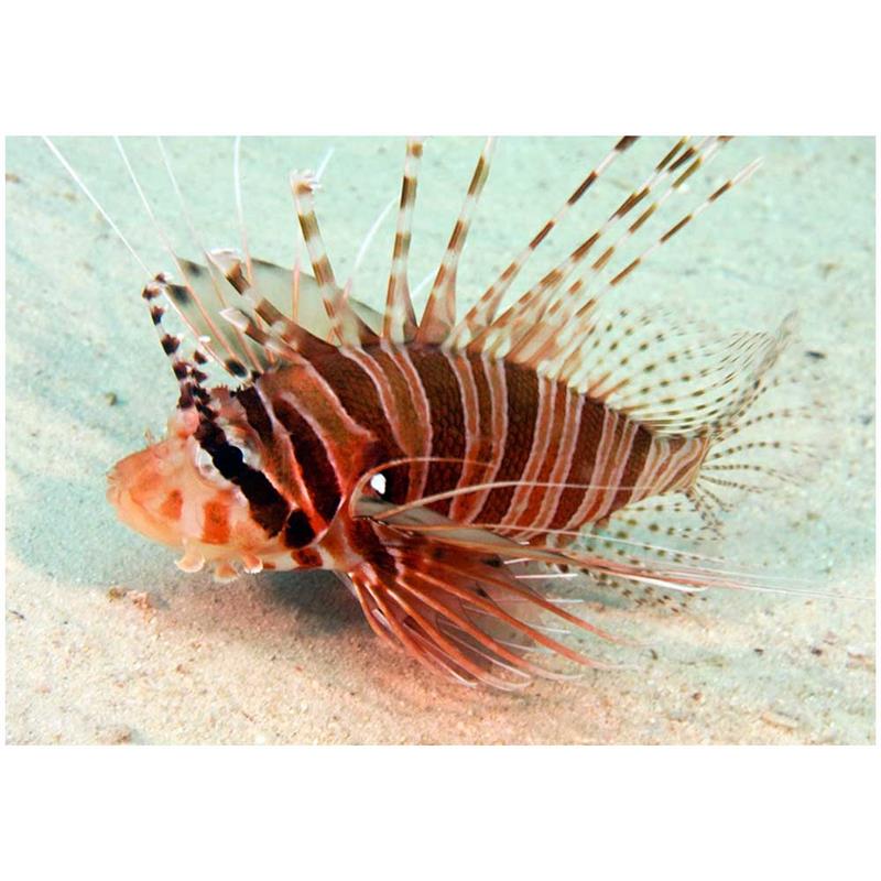 Spotfin Lionfish (Pterois antennata) - imagine 3